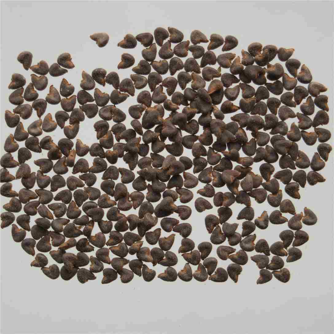 苘麻子abutili semen收藏(0)拼音:qingmazi英文名:chingma abutilon