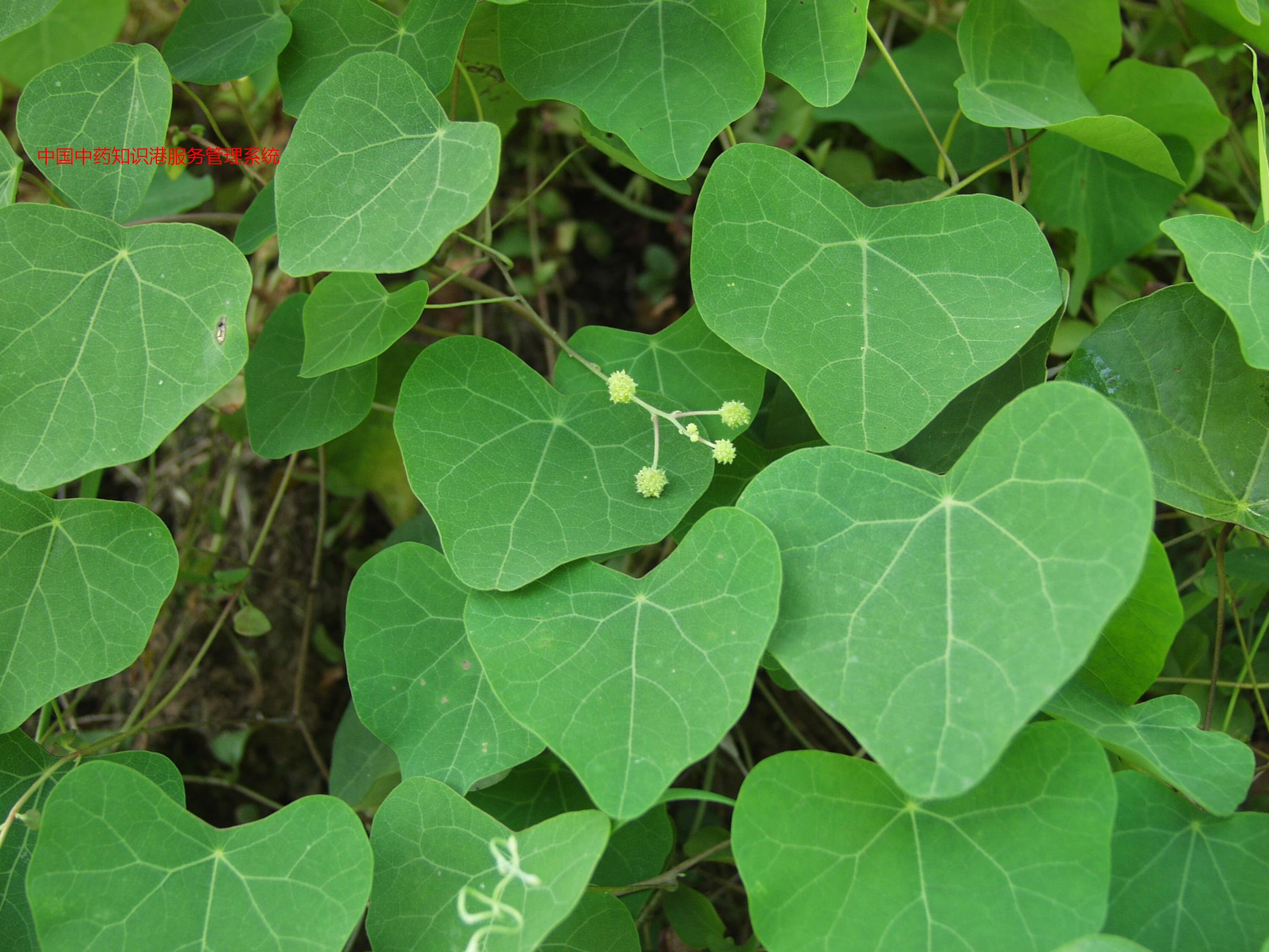 粉防己植物1粉防己植物2肾炎水肿肾炎水肿:防己,.