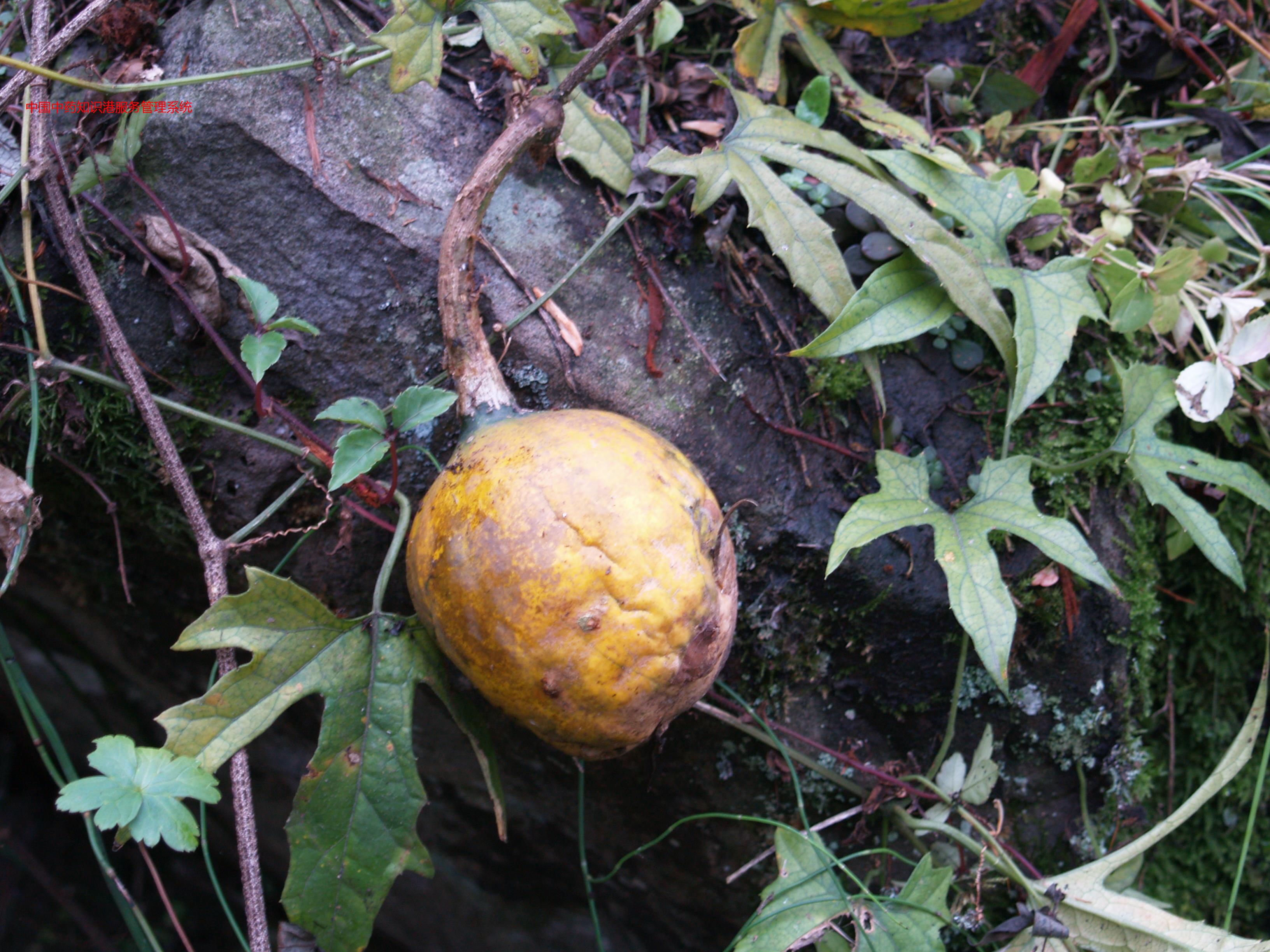 双边栝楼植物瓜蒌2(栝楼)瓜蒌1(栝楼)瓜蒌1乳痈(乳腺炎)初起乳痈(乳腺