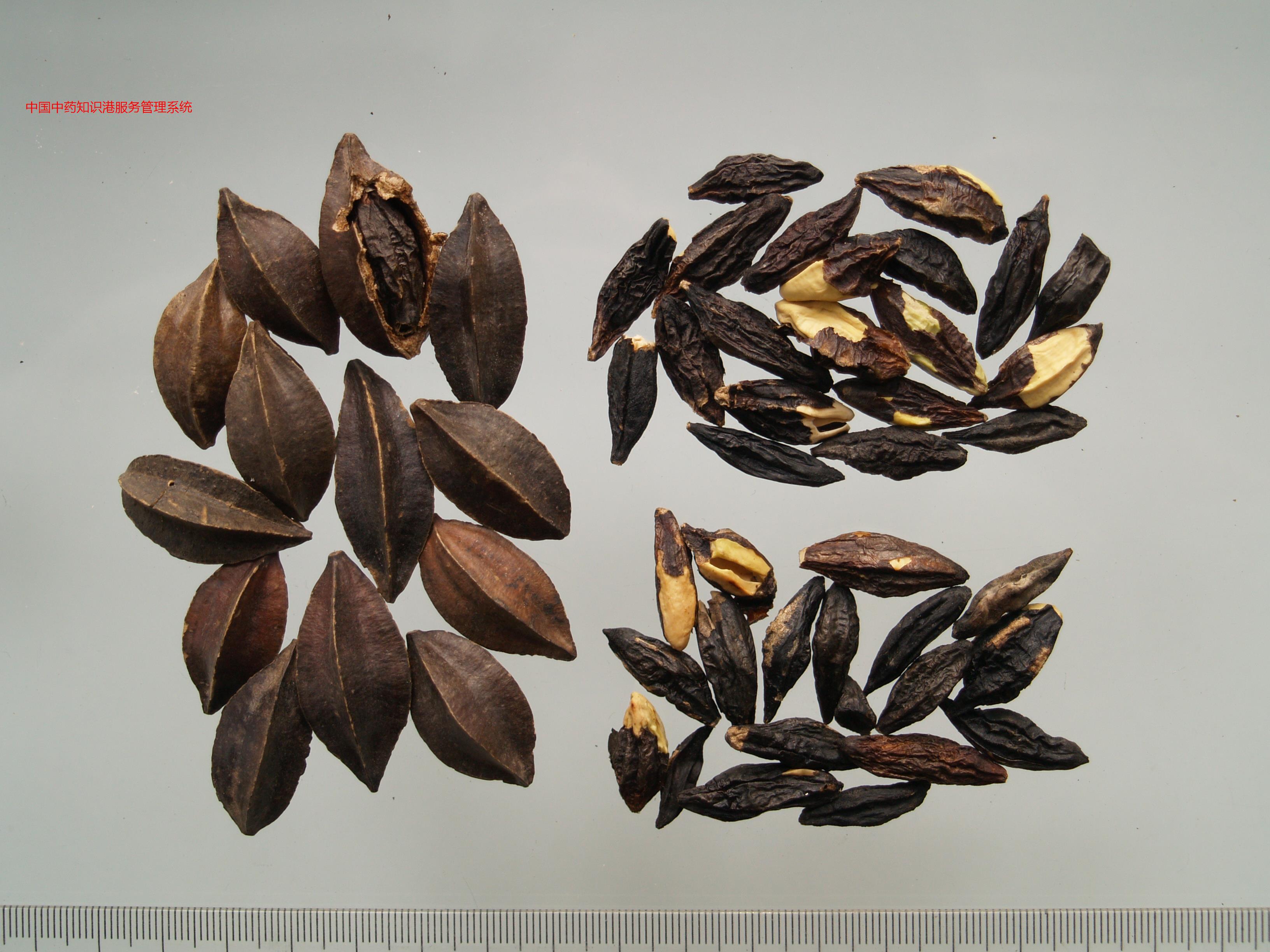 使君子(右上使君子仁,右下炒使君子仁)使君子k2m4使君子75bc使君子g