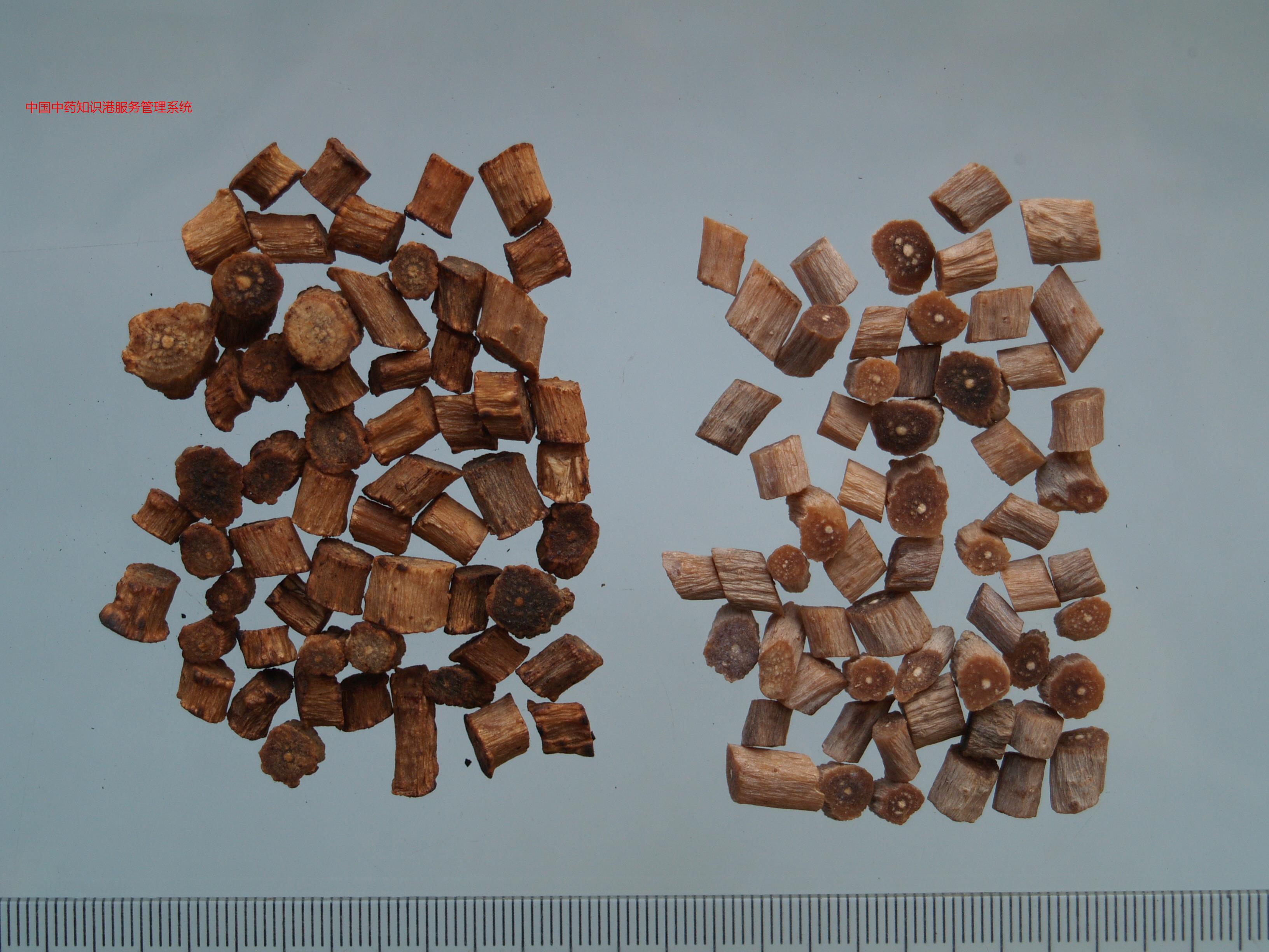 左酒牛膝-右牛膝(片)牛膝5aba牛膝pw3i牛膝lvpp牛膝植物1牛膝qm27血滞