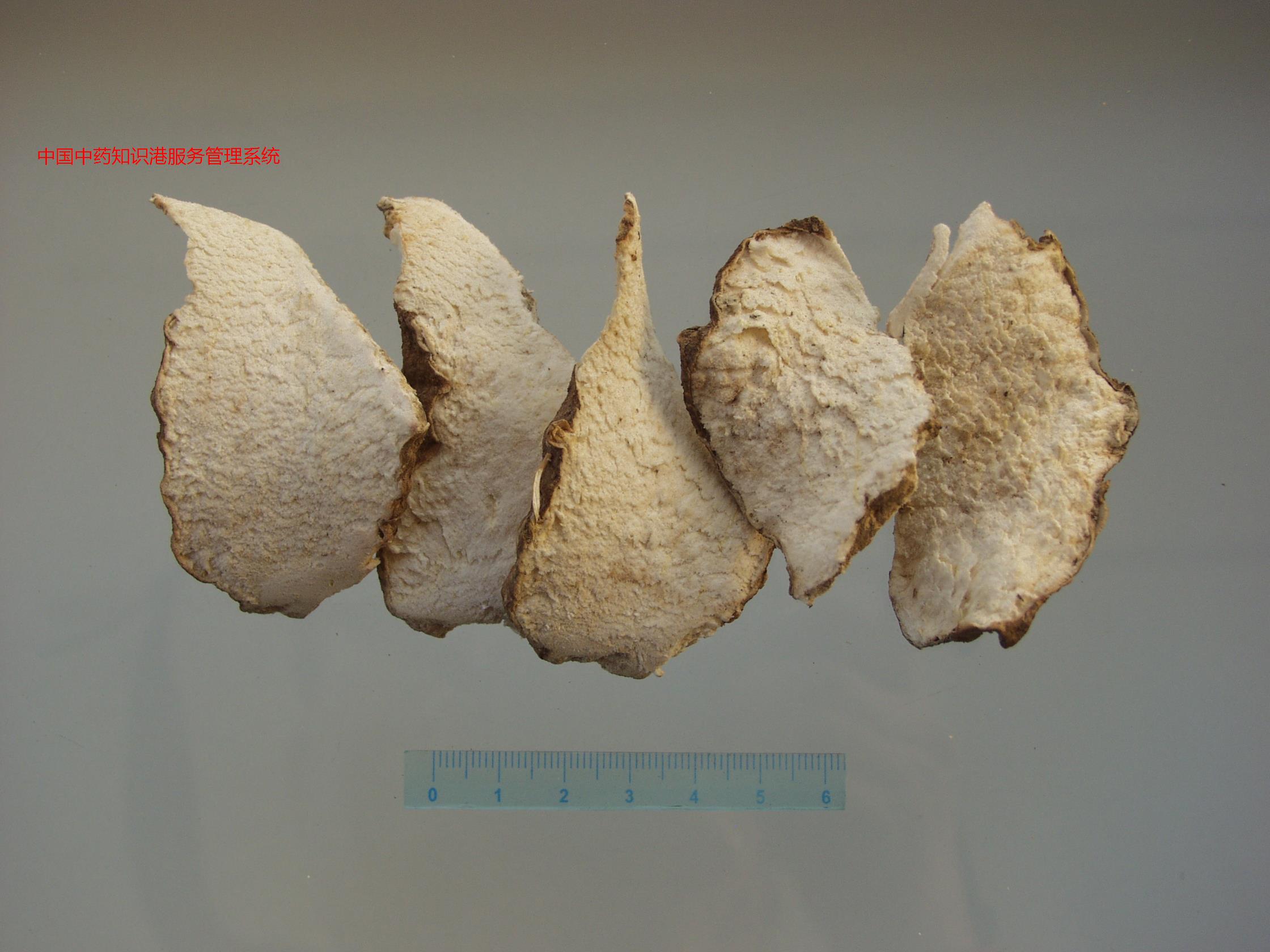 绵萆薢2福州薯蓣植物1绵萆薢awm3绵萆薢c3t6绵萆薢3u3d绵萆薢1(福州