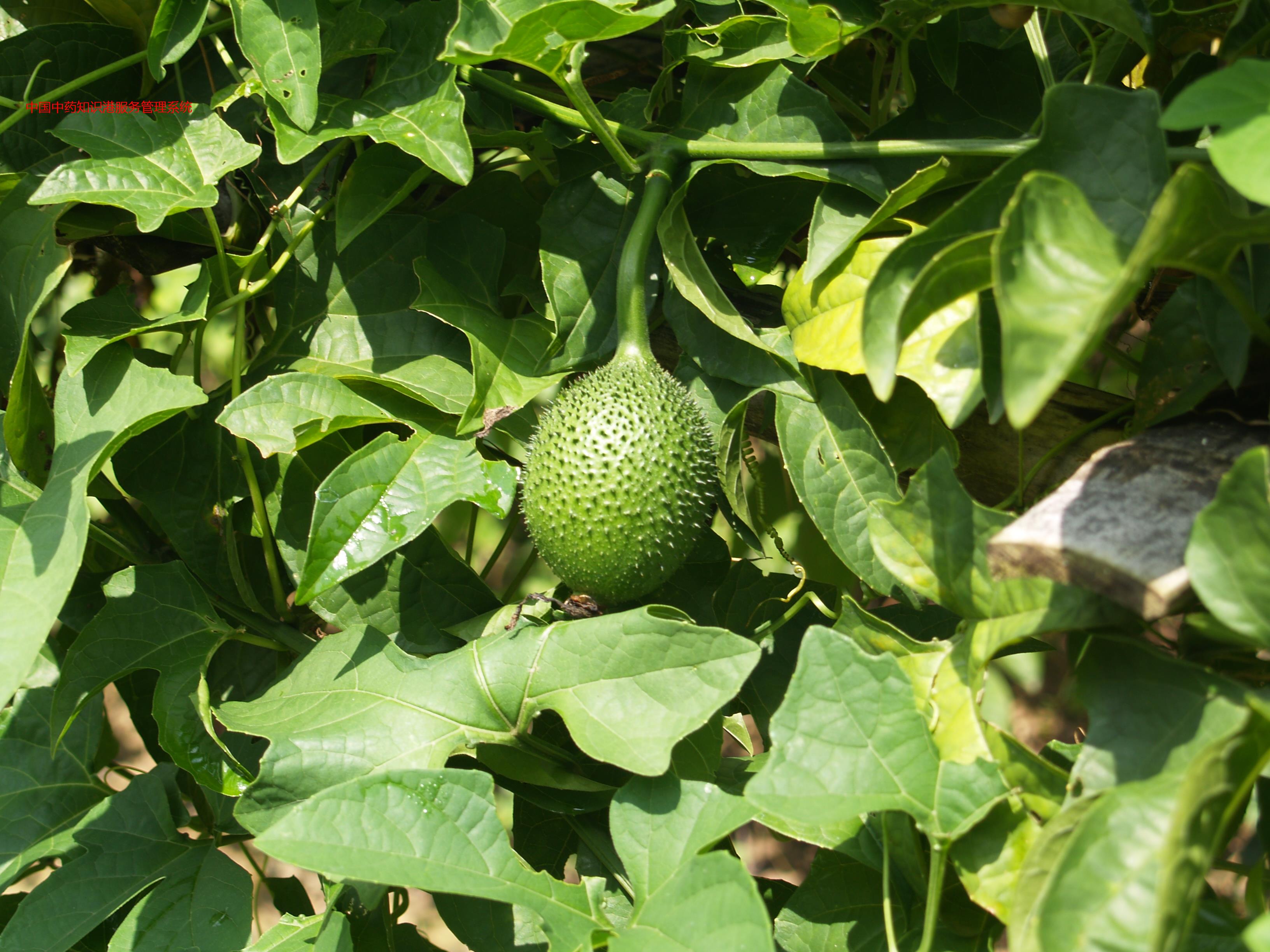 木鳖植物1产地地图08 2023 baidu - gs(2021)6026号 - 甲测资字