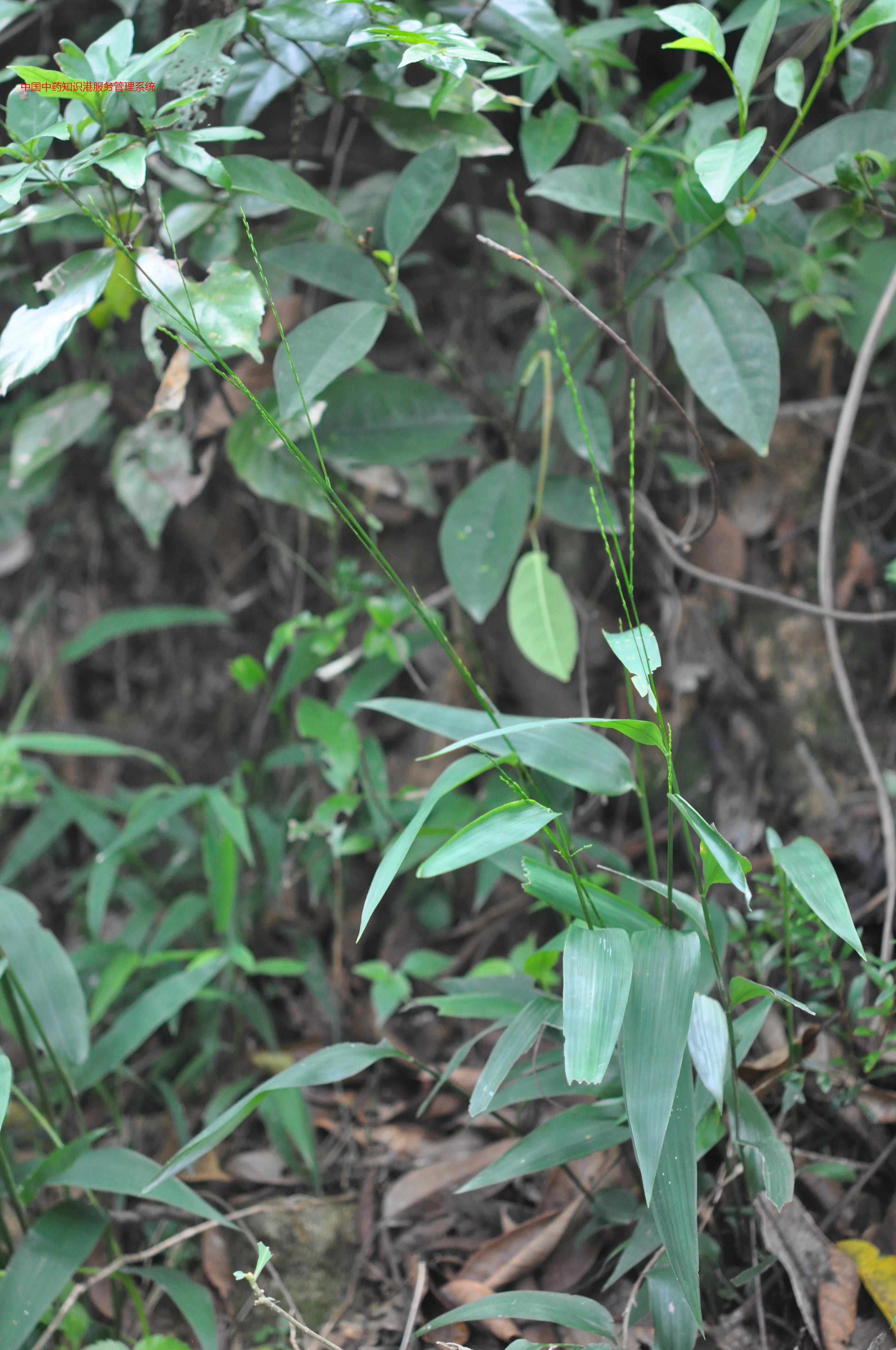淡竹叶植物1淡竹叶slae淡竹叶1淡竹叶gp74淡竹叶ri6m淡竹叶wyht淡竹叶