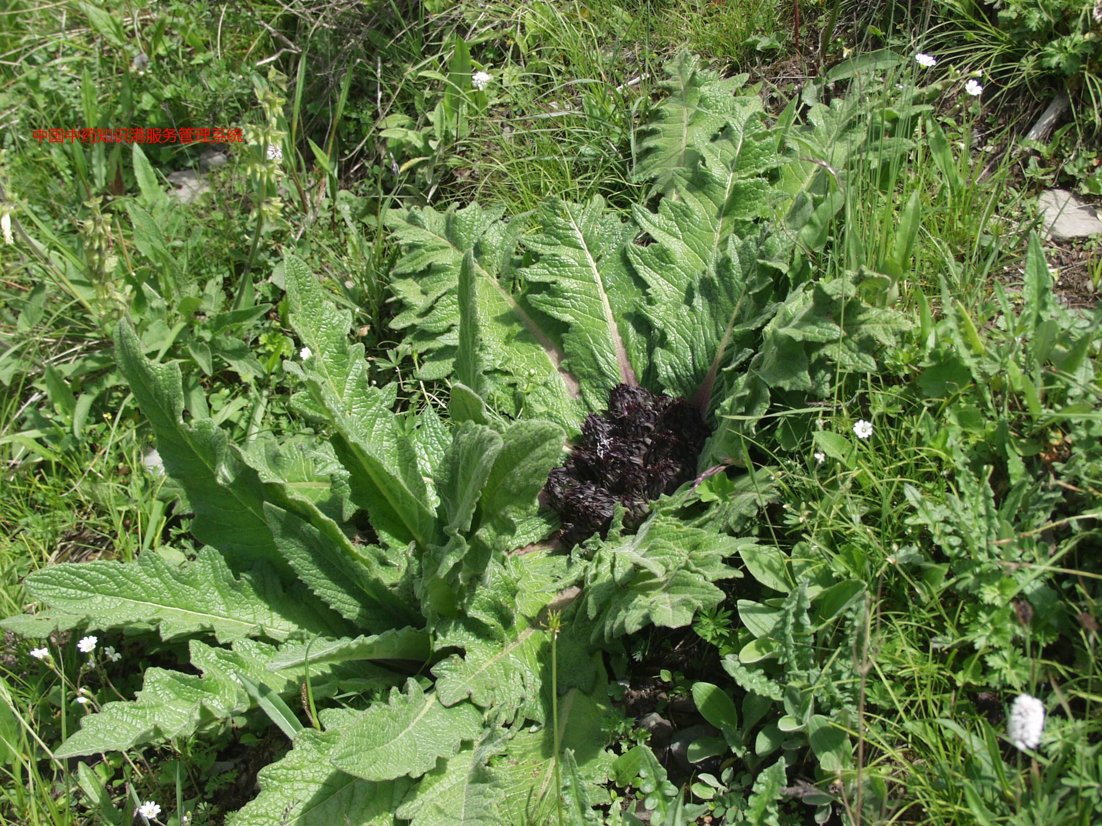 川木香植物川木香[川木香与煨川木香(右)]川木香24bu灰毛川木香植物川