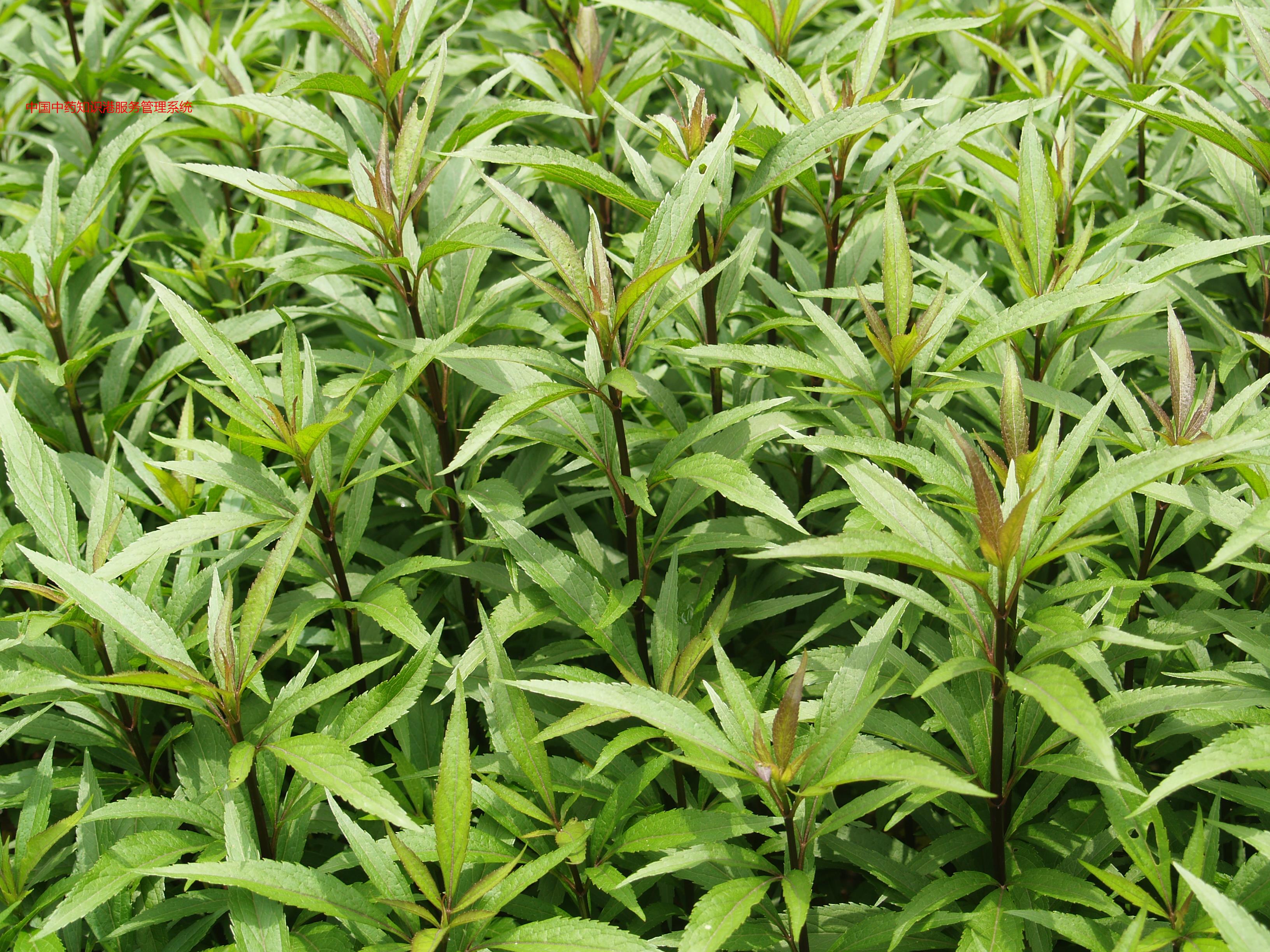 佩兰植物1佩兰gha2佩兰2佩兰v7u8佩兰c2qv佩兰1佩兰9kb1佩兰wr1s佩兰