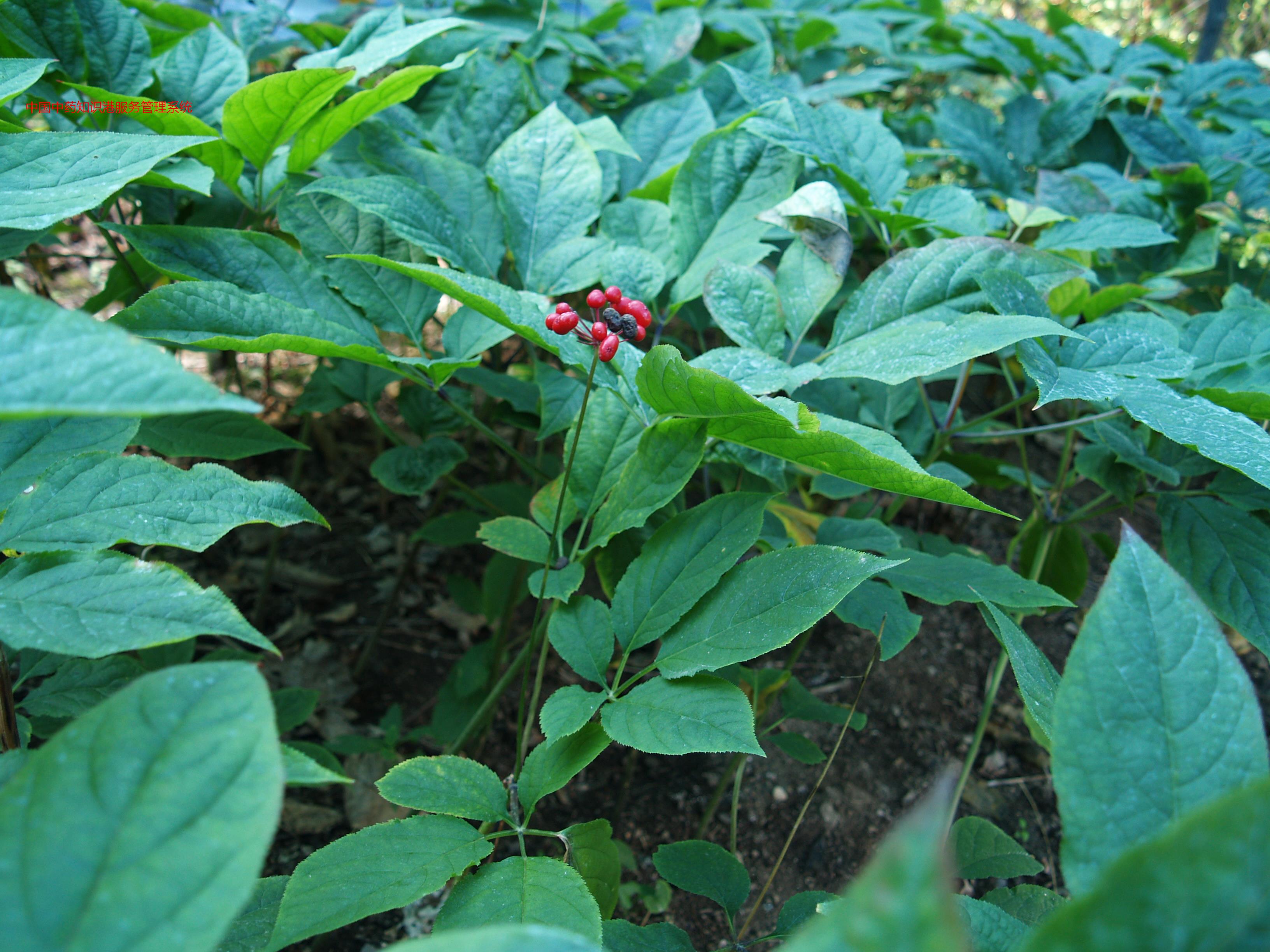 人参 参2人参pdvg左到右 全须红参 全须生晒参 青糖参 掐皮参园参