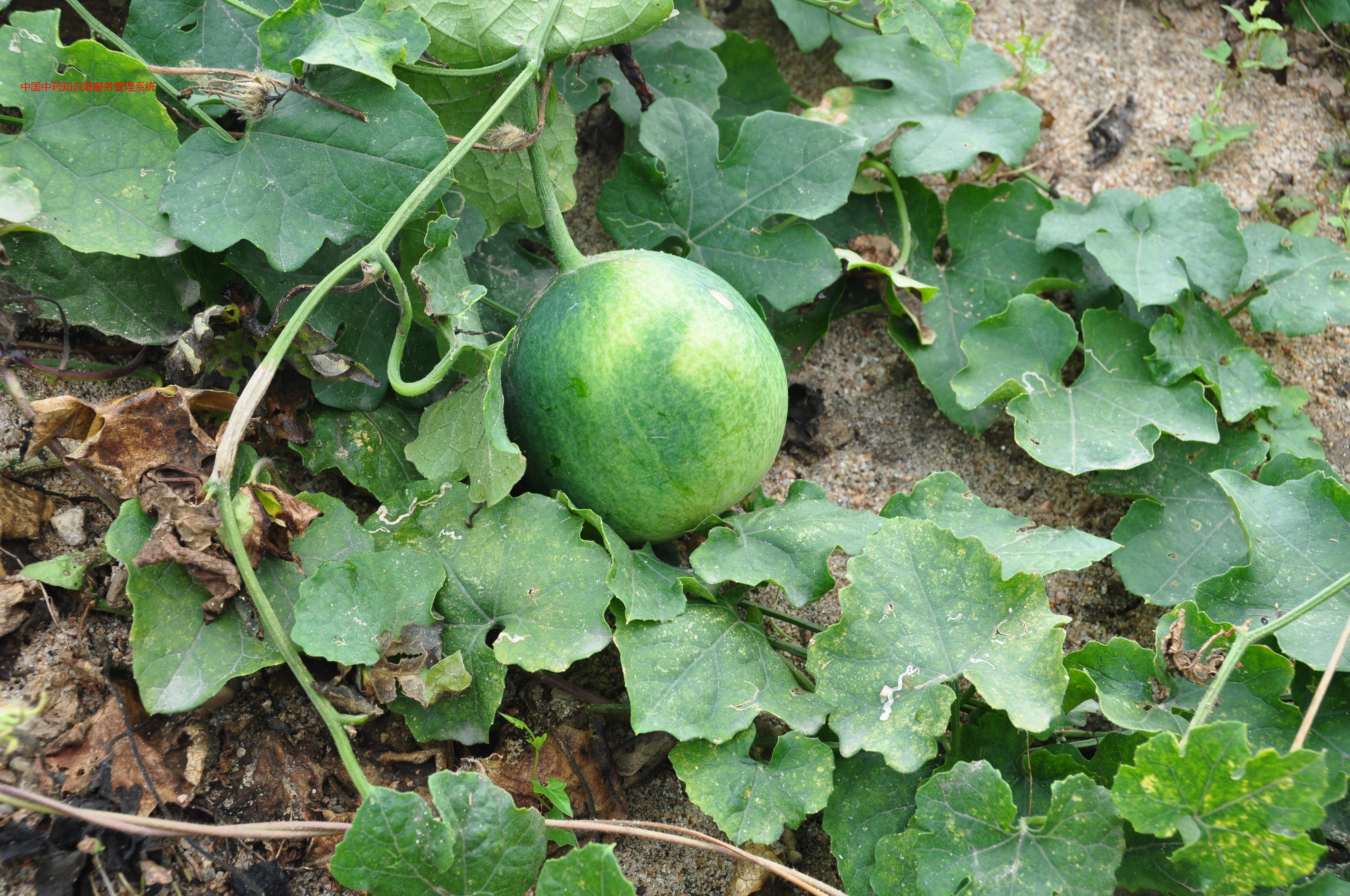 栝楼植物瓜蒌2双边栝楼植物瓜蒌2(栝楼)瓜蒌1(栝楼)瓜蒌1乳痈(乳腺炎)