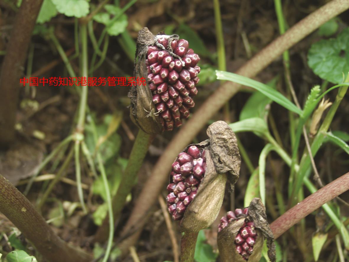 独角莲植物1独角莲植物2颈淋巴结结核颈淋巴结结核:白附子.