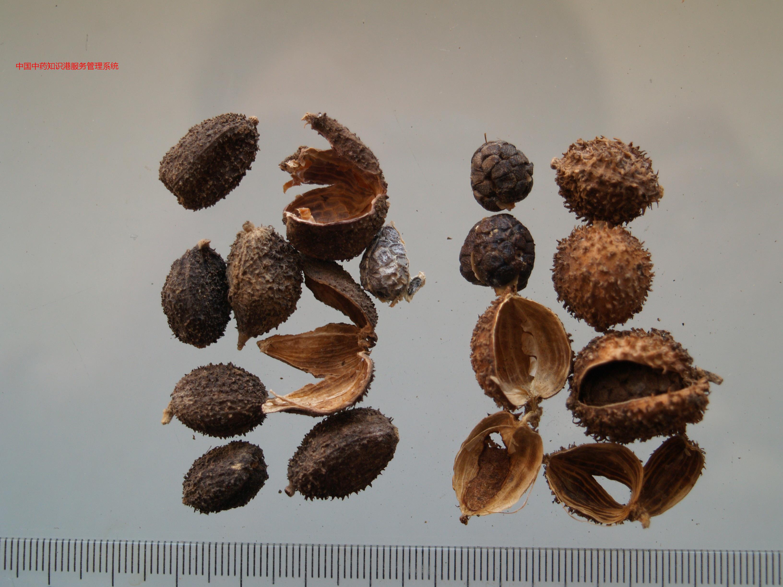 砂仁2(右绿壳砂与左海南砂)砂仁1(阳春砂)绿壳砂植物1阳春砂植物1绿壳