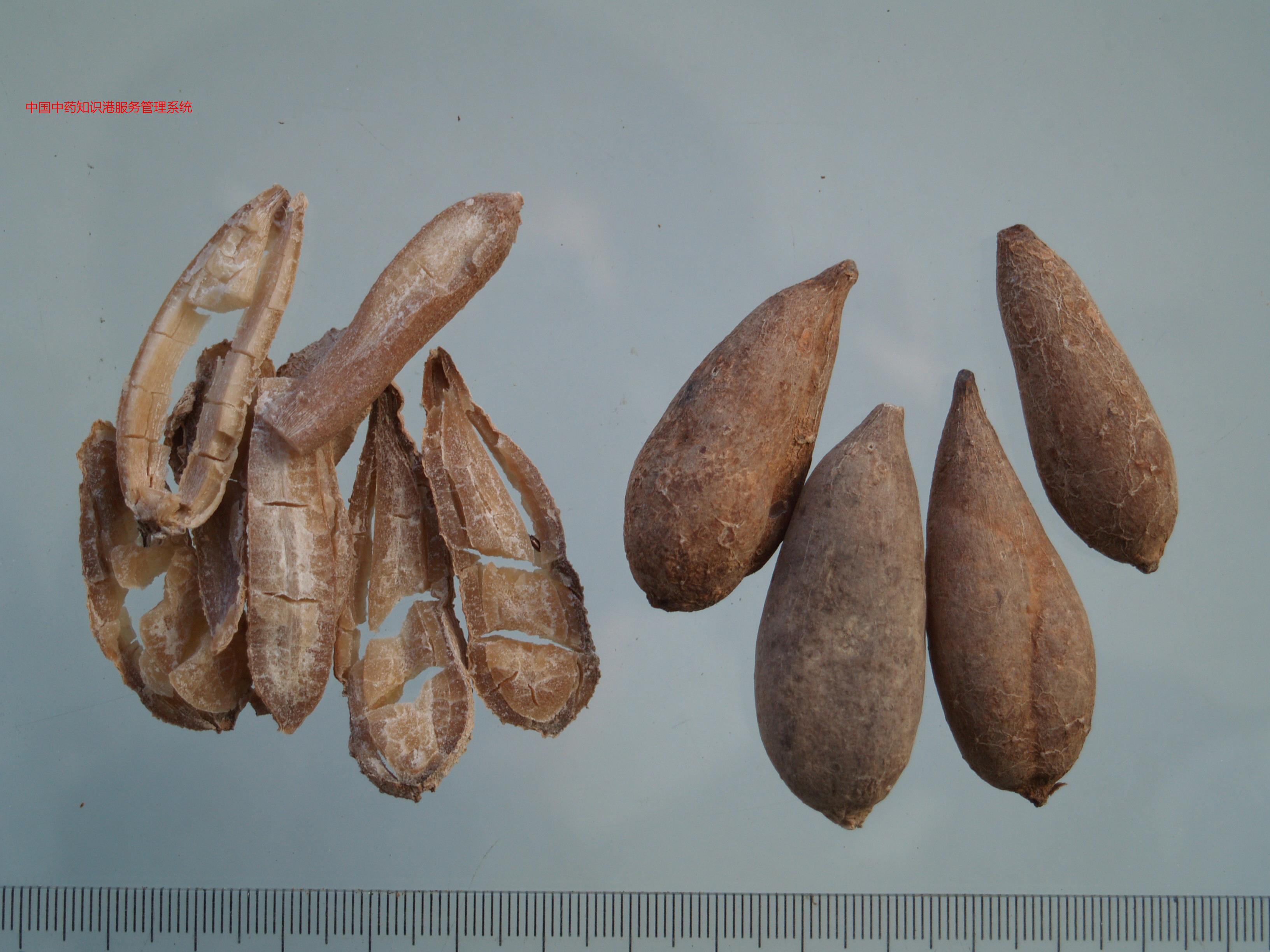 郁金3(广西莪术)温郁金植物1姜黄植物2郁金1(蓬莪术)郁金81h4广西莪术