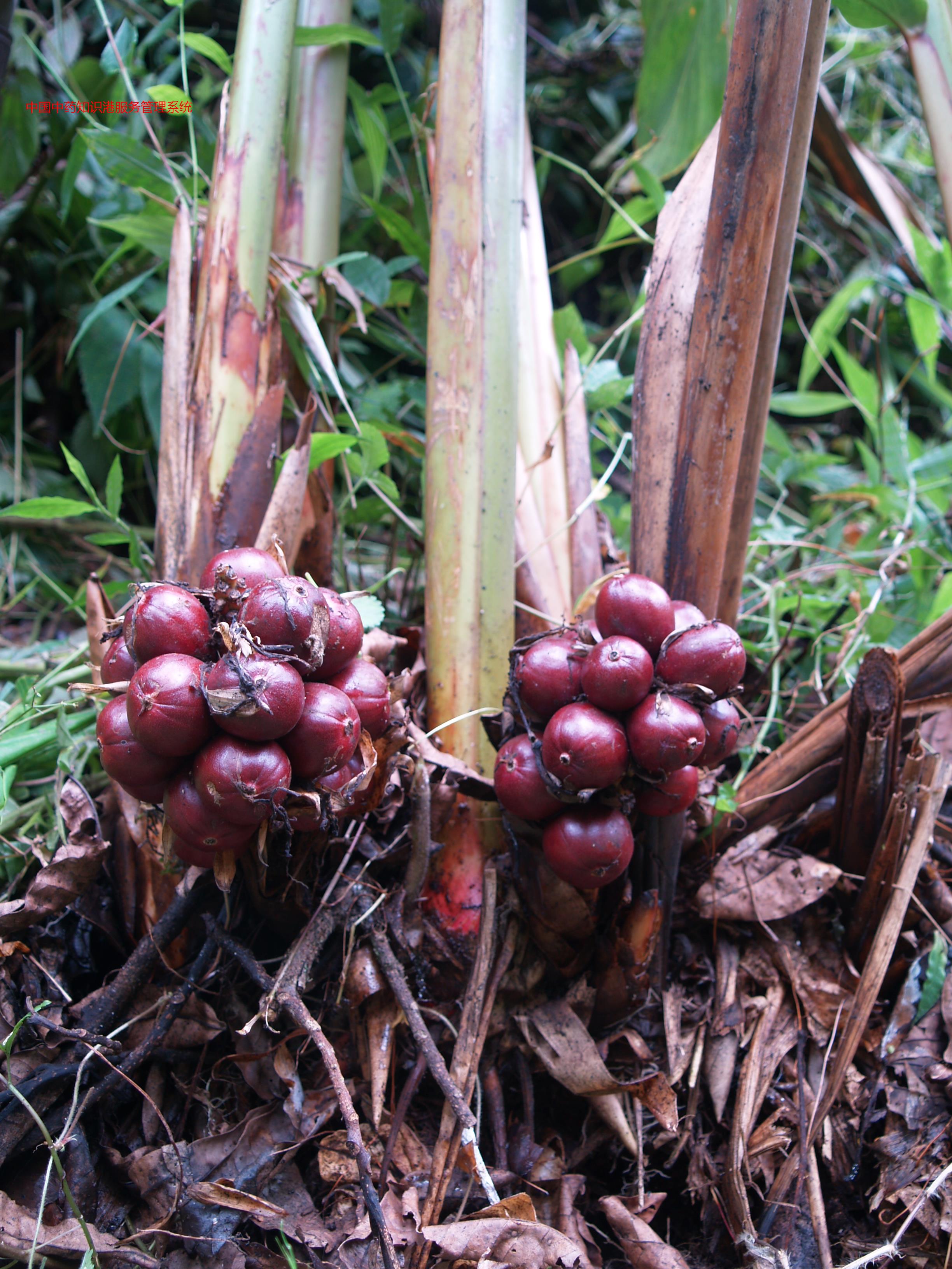 草果植物1草果(左草果,中草果仁,右姜草果仁)草果植物2虚寒久泻虚寒久