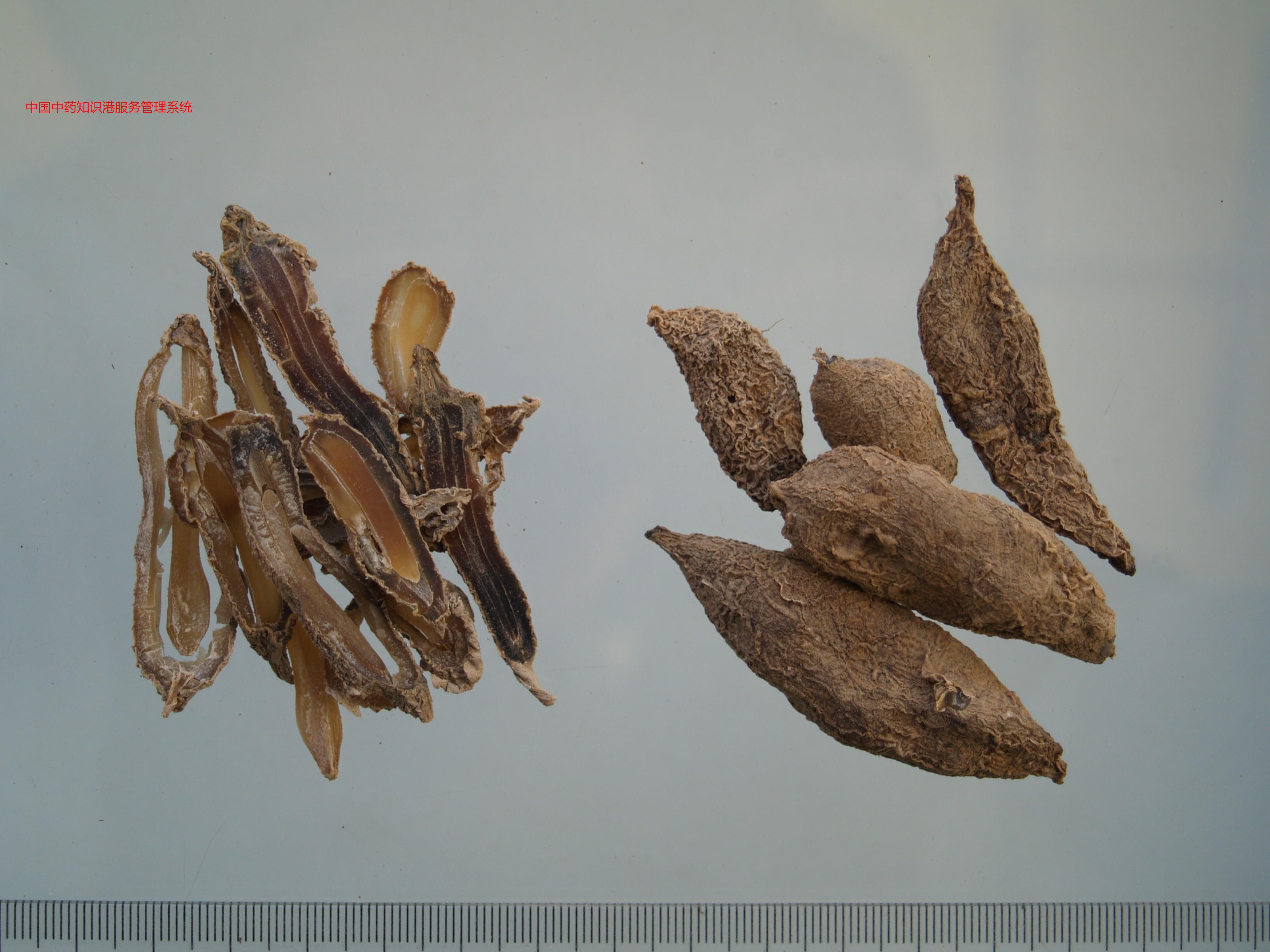 郁金3(温郁金)广西莪术植物2姜黄植物1相关药方心烦胁痛不眠心烦胁痛