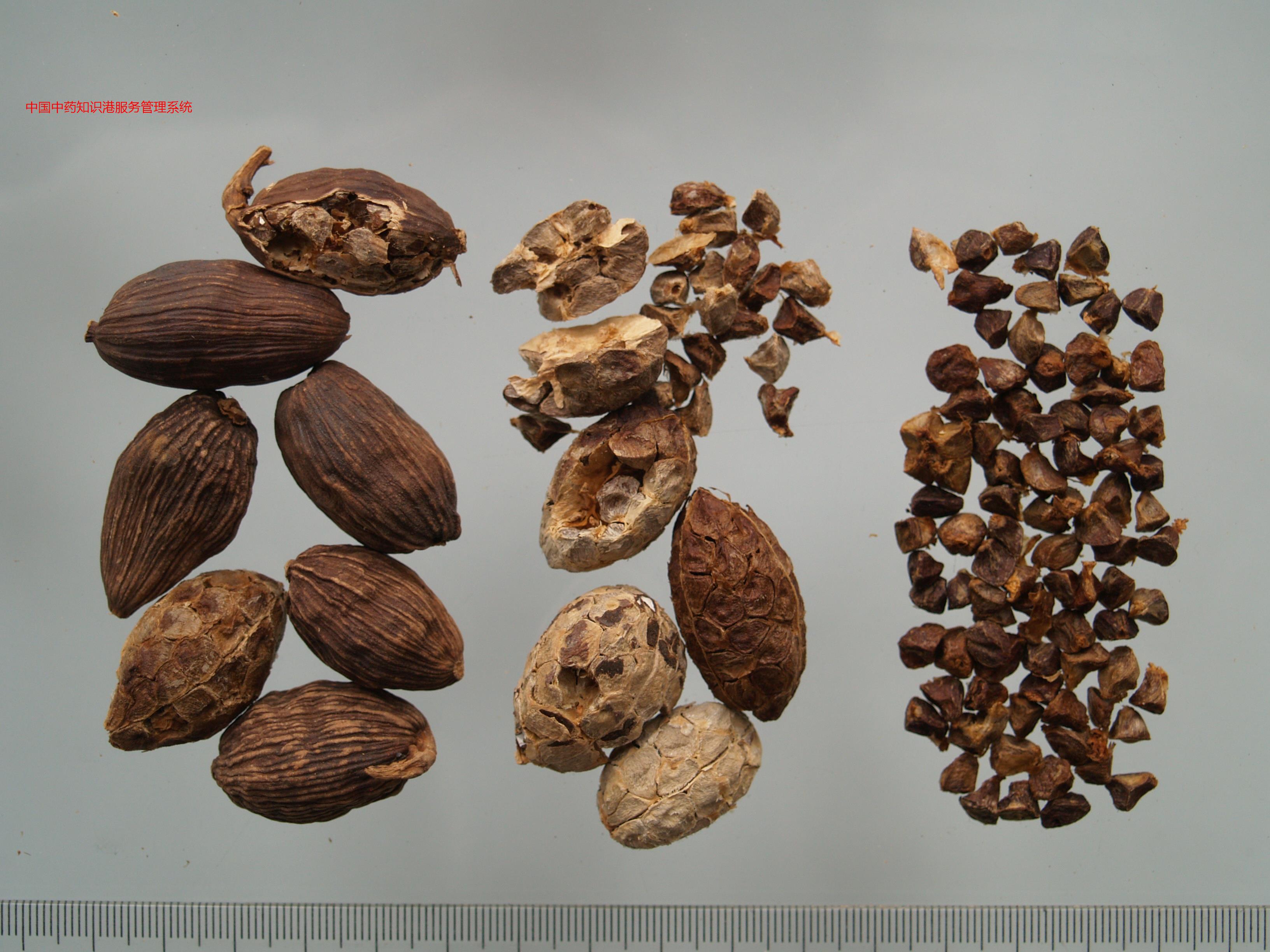 草果(左草果,中草果仁,右姜草果仁)草果植物2虚寒久泻虚寒久泻:草果50