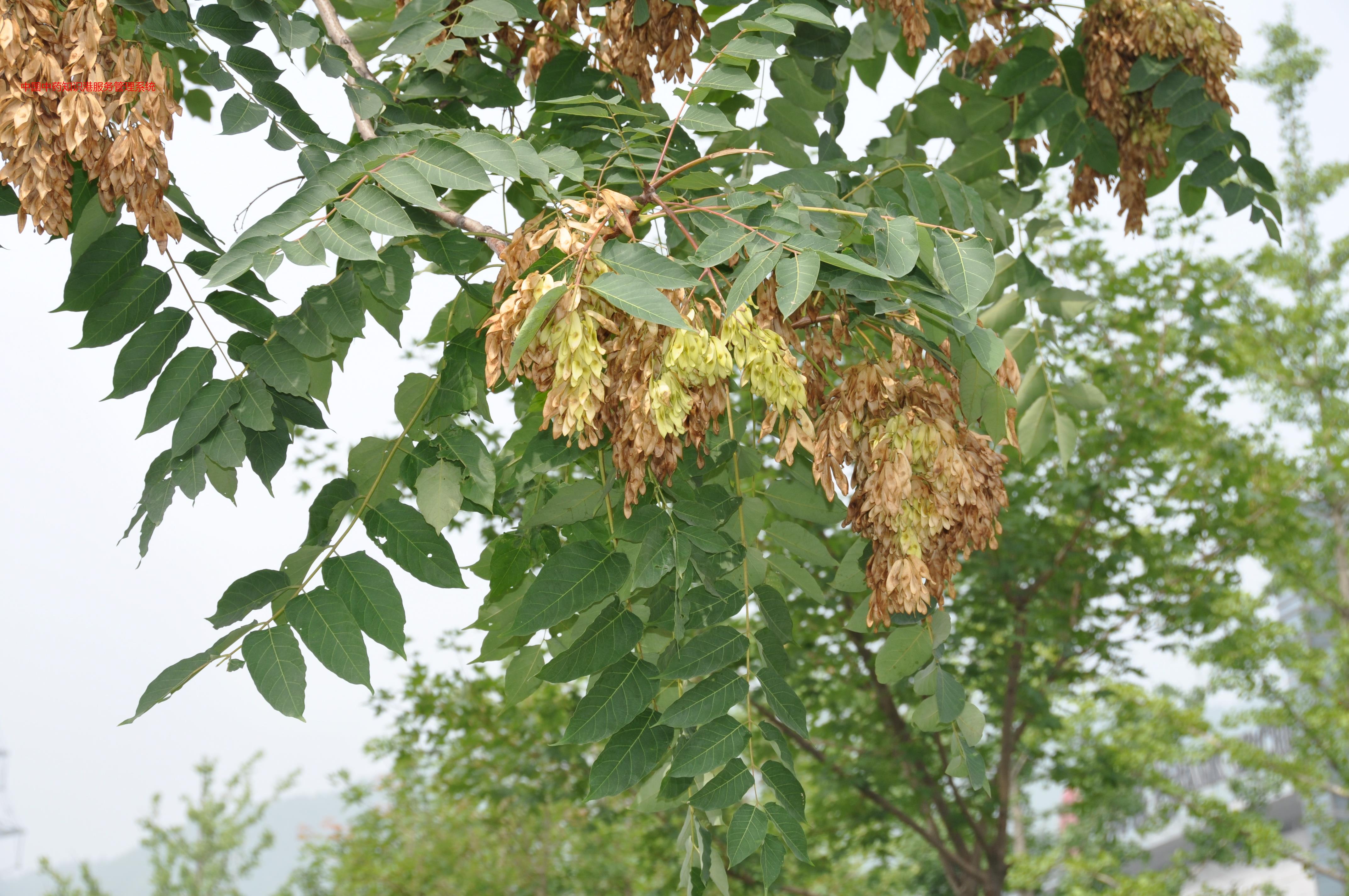 臭椿植物椿皮(从左到右,椿皮,麸炒椿皮)椿皮mer