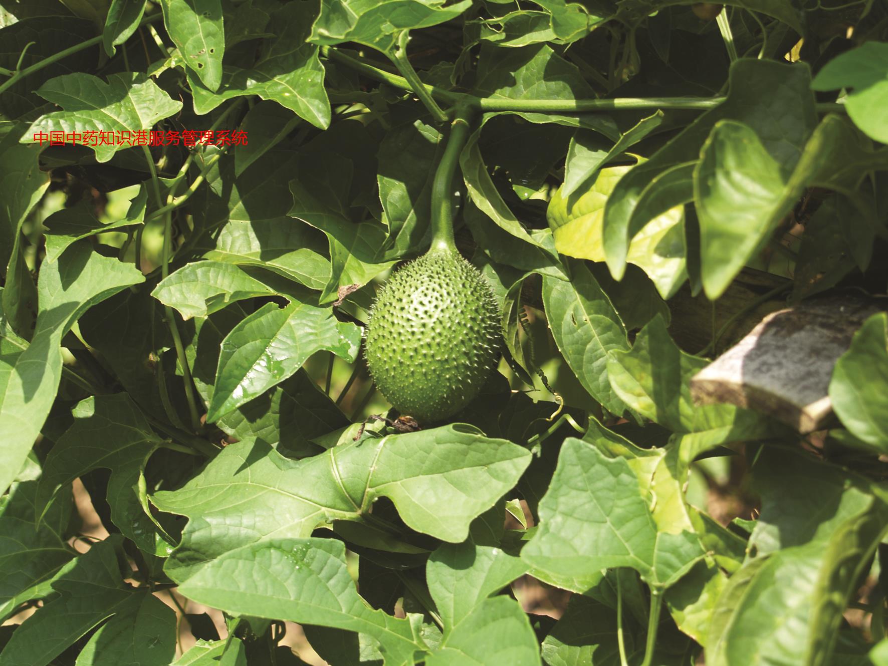 木鳖子42qf木蝴蝶植物木鳖子mtc4木鳖子(个)(仁)与(霜)木鳖植物1产地