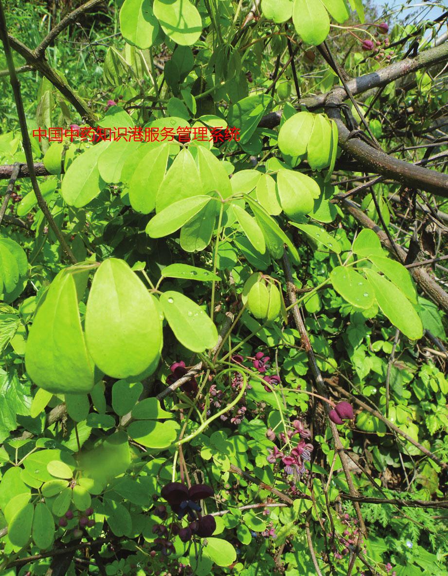 木通78nv木通6(白木通)木通5(白木通)木通98gi木通399d木通un76相关